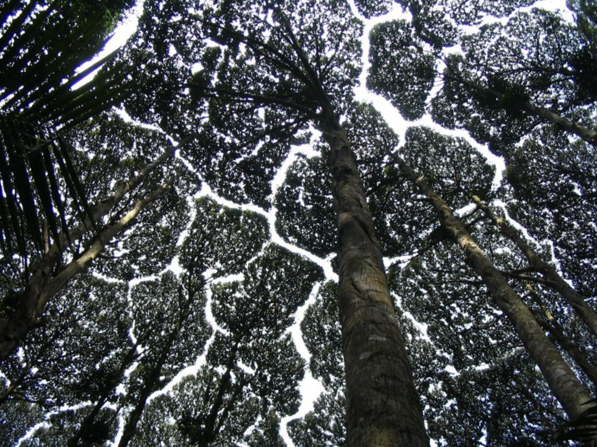 Canopy of D. aromatica